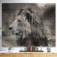 Designart - Grey Wild African Lion