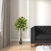 4ft. Potted Camellia Tree