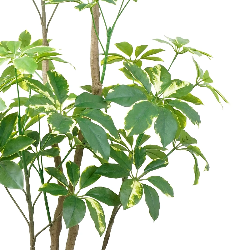5ft. Potted Variegated Schefflera Tree by Ashland®