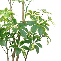5ft. Potted Variegated Schefflera Tree by Ashland®