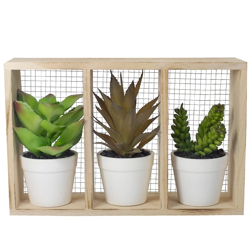 10.75" Mixed Potted Succulents in Wooden Box