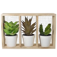 10.75" Mixed Potted Succulents in Wooden Box