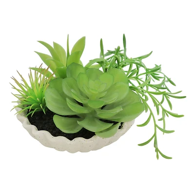 7" Premade Succulent Mix in Ceramic Ruffle Bowl by Ashland®