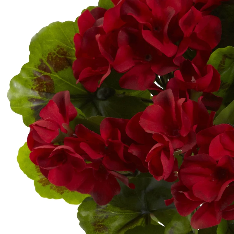 Red Geranium Bush, 4ct.