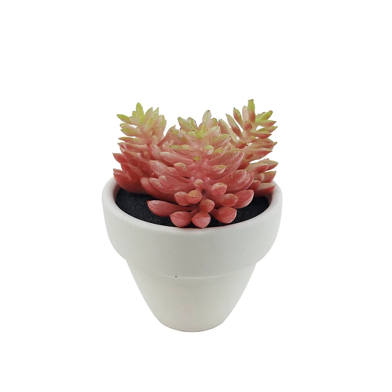 Assorted Micro Potted Succulent, 1pc. by Ashland®