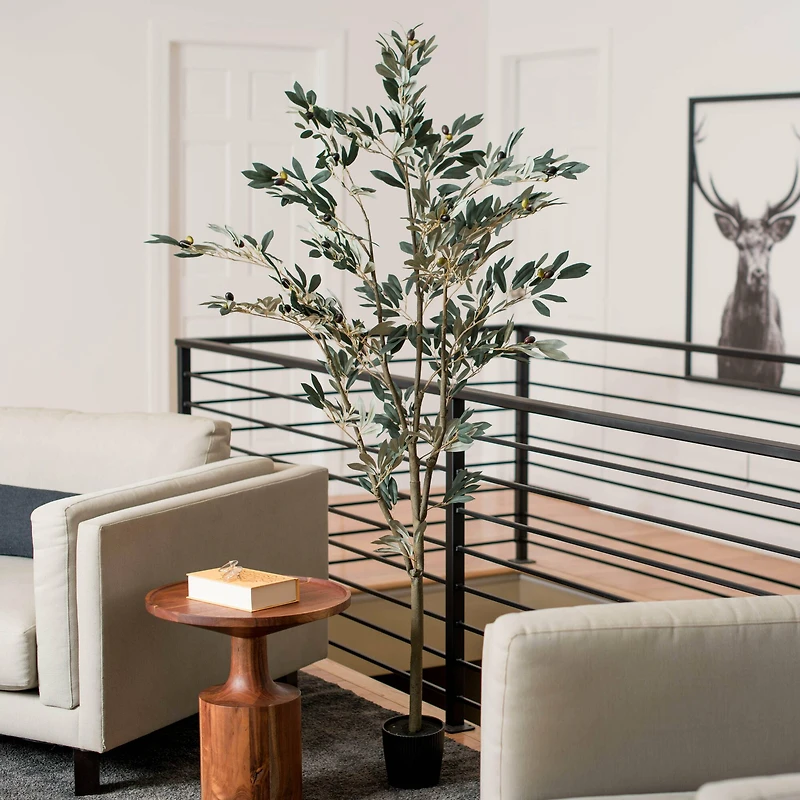 6ft. Potted Olive Tree