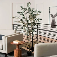 6ft. Potted Olive Tree