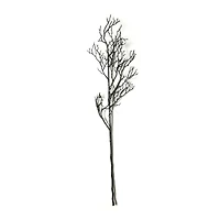 Black Bare Branch Stem by Ashland®