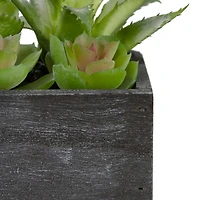 10" Mixed Succulent Plants in Rectangular Planter