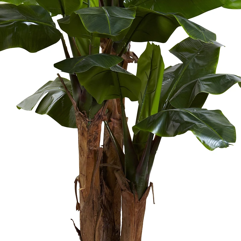 7ft. Potted Giant Triple Stalk Banana Tree