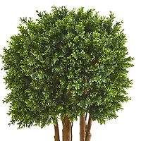 4.5ft. Boxwood Topiary Tree in Planter