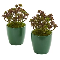 8" Sedum in Green Planter, 2ct.