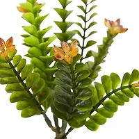 Orange Flowering Sedum Plant, 6ct.