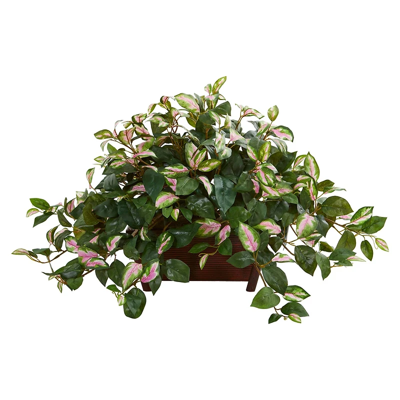 16" Hoya in Decorative Planter