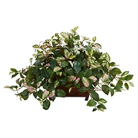 16" Hoya in Decorative Planter