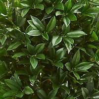 4.5ft. Bay Leaf Topiary Tree in Terra Cotta Planter