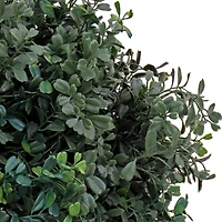 46" Boxwood Double Ball Topiary in Nursery Pot