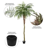 9ft. Potted Phoenix Palm Tree
