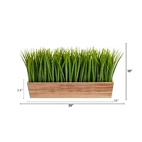 10" Vanilla Grass Plant in Decorative Planter