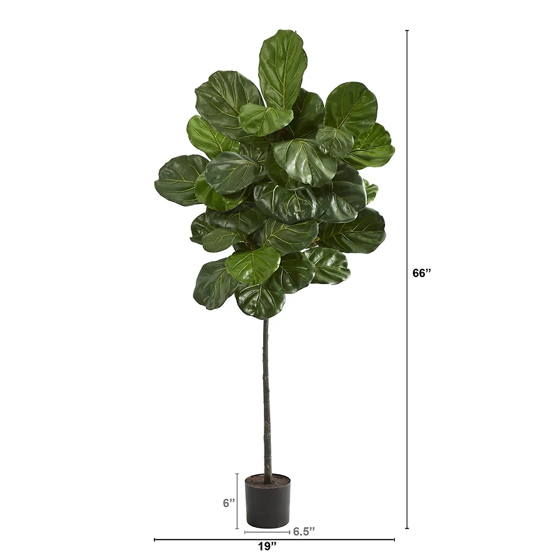 5.5ft. Potted Fiddle Leaf Tree