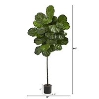 5.5ft. Potted Fiddle Leaf Tree