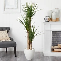 5.5ft. Yucca Tree with White Planter