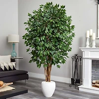6ft. Ficus Tree with White Planter