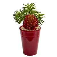 12" Mixed Succulents in Burgundy Vase, 2ct.