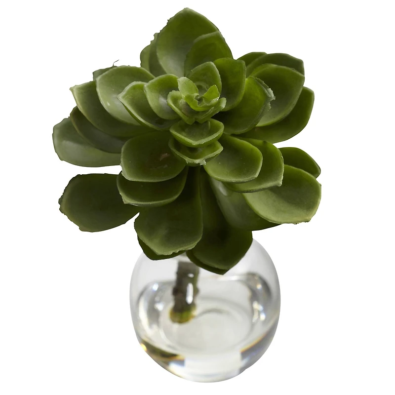 Succulent Arrangements in Vases 3ct.