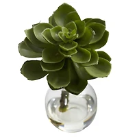 Succulent Arrangements in Vases 3ct.