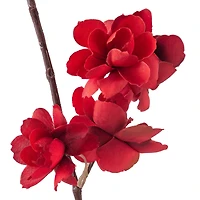 Red Apple Blossom Branch Stem by Ashland®
