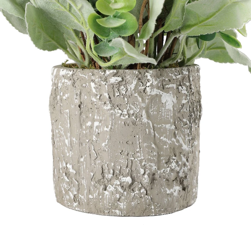 11" Lamb's Ear in Cement Pot