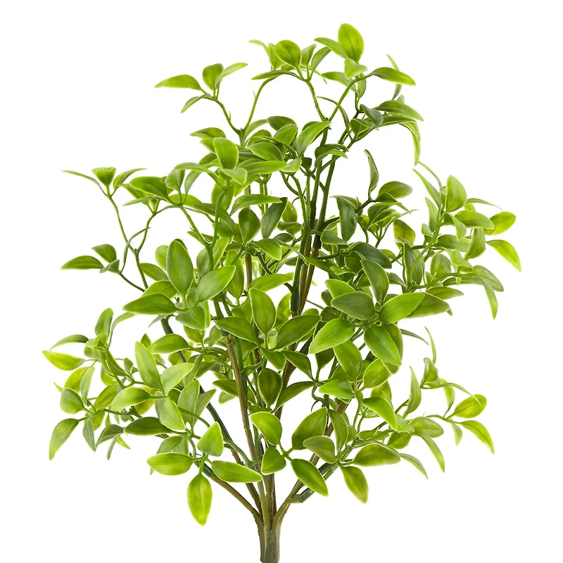 Tea Leaves Bush by Ashland®