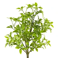 Tea Leaves Bush by Ashland®