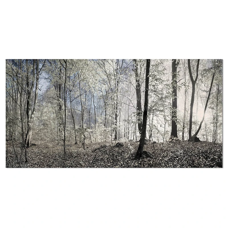 Designart - Dark Morning in Forest Panorama