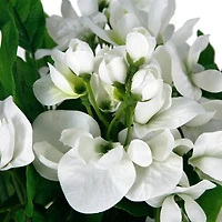 10 Pack: 17" White Wisteria Bush by Ashland®