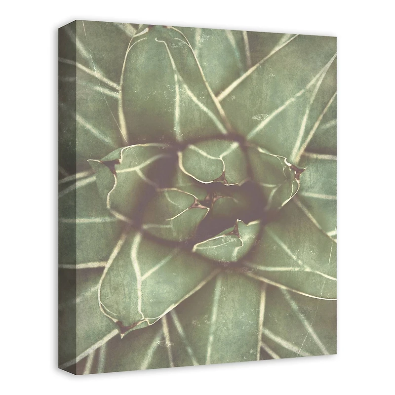 Closeup Succulent 16" x 20" Canvas Wall Art