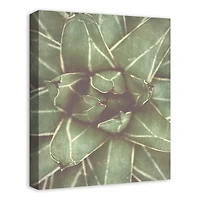 Closeup Succulent 16" x 20" Canvas Wall Art