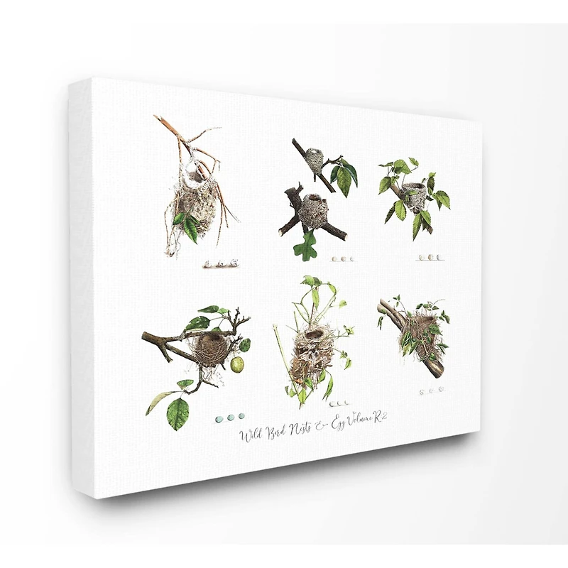 Stupell Industries Bird Nest Identification Botanical Illustrations Canvas Wall Art