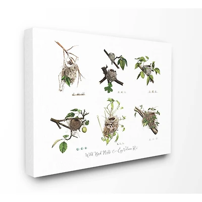 Stupell Industries Bird Nest Identification Botanical Illustrations Canvas Wall Art