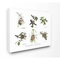 Stupell Industries Bird Nest Identification Botanical Illustrations Canvas Wall Art