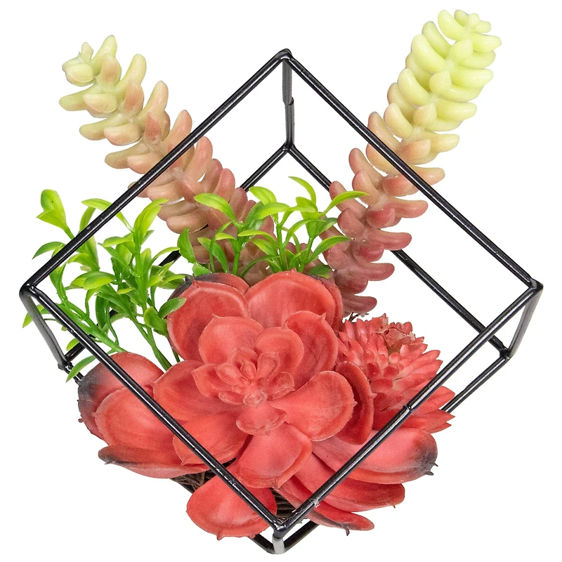 5.5" Succulent Arrangement in Black Metal Wire Frame