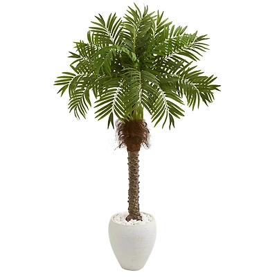 5ft. Robellini Palm Tree in White Planter