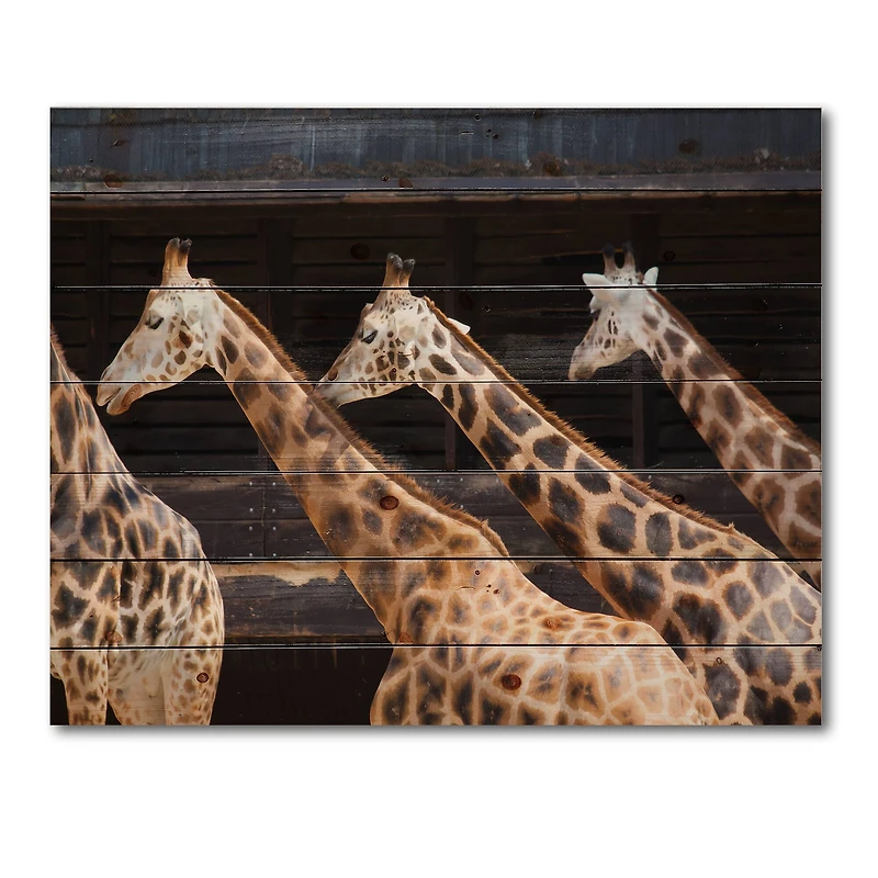 Designart - Three Giraffes Running