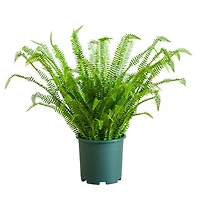 3ft. UV Resistant Artificial Boston Fern Plant with Real Touch Leaves (Indoor/Outdoor)