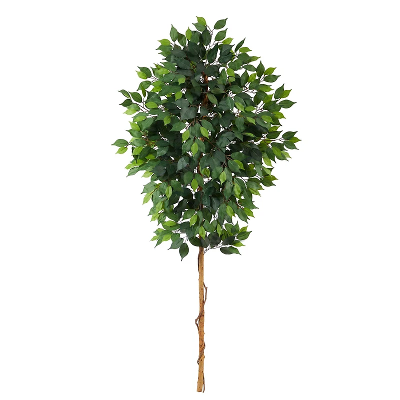 6ft. Single Ficus Tree