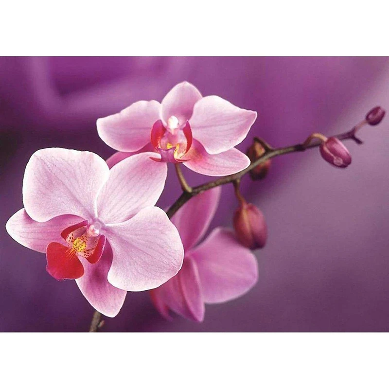 Wizardi Branch of Orchids Diamond Painting Kit