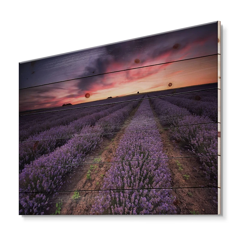 Designart - Sunrise & Dramatic Clouds Over Lavender Field IX