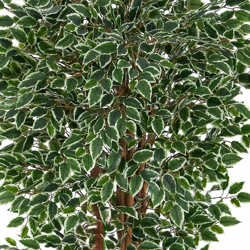 5.8ft. Potted Variegated Ficus Tree