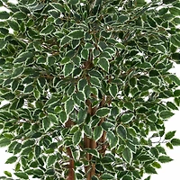 5.8ft. Potted Variegated Ficus Tree